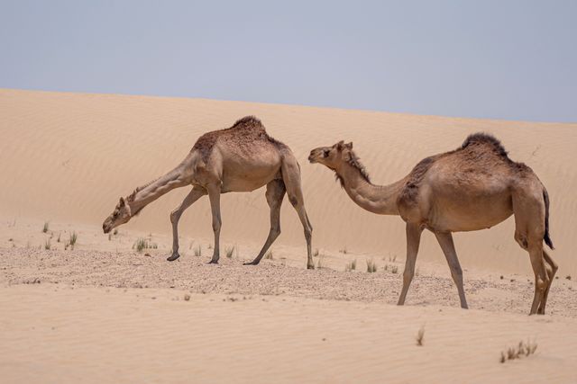 Animal en D — La liste française la plus complète