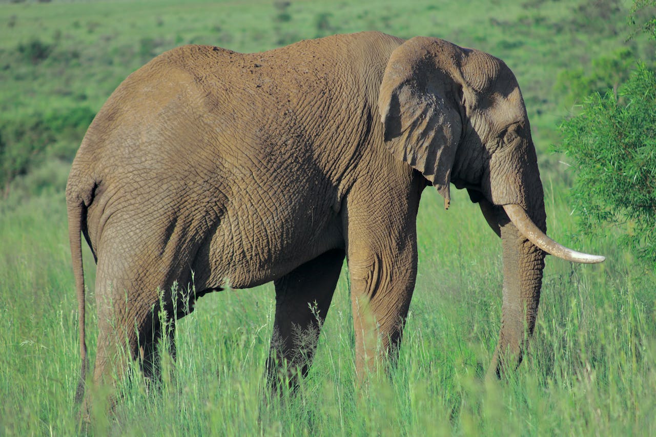Animal en E — Liste des animaux qui commencent par E