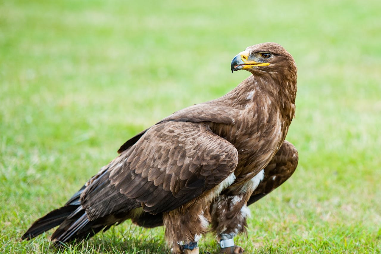 animal en A - aigle_ liste des animaux en A